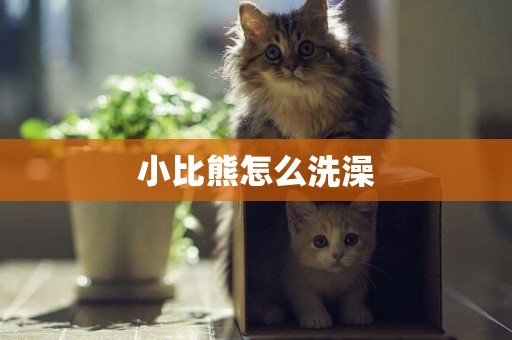 小比熊怎么洗澡