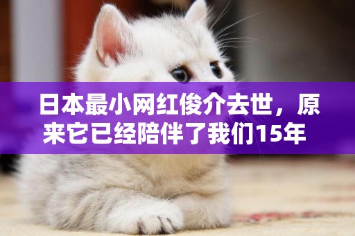 日本最小網紅俊介去世，原來它已經陪伴了我們15年 