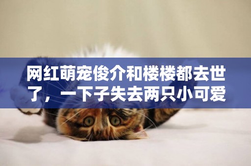 網紅萌寵俊介和樓樓都去世了，一下子失去兩只小可愛太難過了 