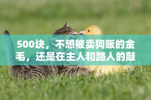 500塊，不想被賣狗販的金毛，還是在主人和路人的敲打下上狗肉車 