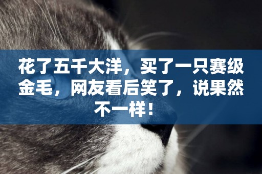 花了五千大洋，買了一只賽級金毛，網友看后笑了，說果然不一樣！ 