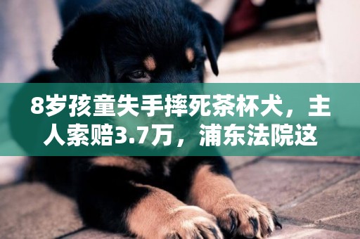 8歲孩童失手摔死茶杯犬，主人索賠3.7萬，浦東法院這樣判…… 