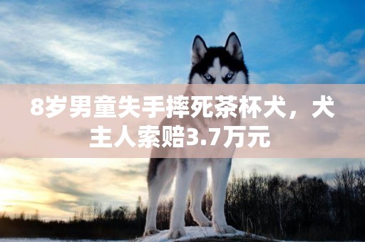 8歲男童失手摔死茶杯犬，犬主人索賠3.7萬元 
