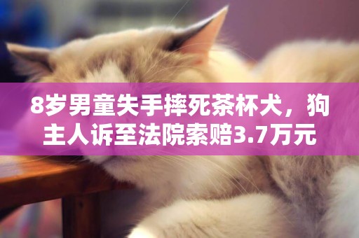 8歲男童失手摔死茶杯犬，狗主人訴至法院索賠3.7萬元 
