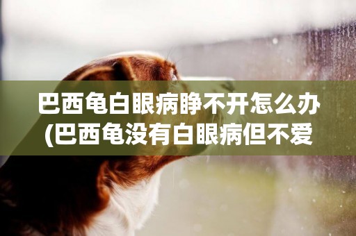 巴西龜白眼病睜不開怎么辦(巴西龜沒有白眼病但不愛睜眼睛) 