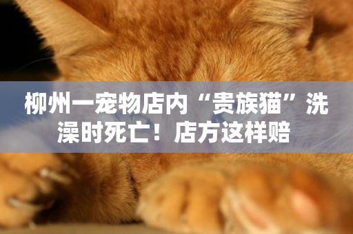 柳州一寵物店內“貴族貓”洗澡時死亡！店方這樣賠 