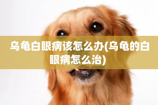 烏龜白眼病該怎么辦(烏龜的白眼病怎么治) 