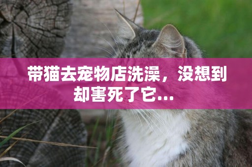 帶貓去寵物店洗澡，沒想到卻害死了它… 