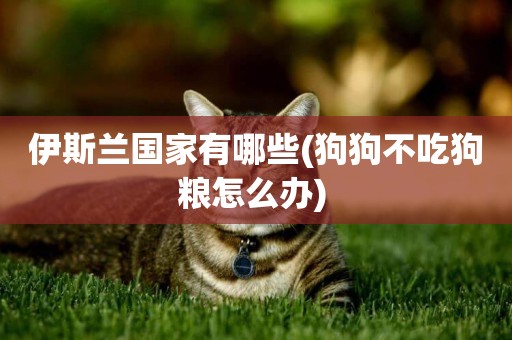 伊斯蘭國家有哪些(狗狗不吃狗糧怎么辦) 