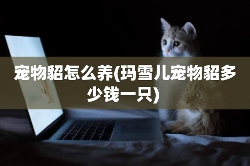 寵物貂怎么養(瑪雪兒寵物貂多少錢一只) 