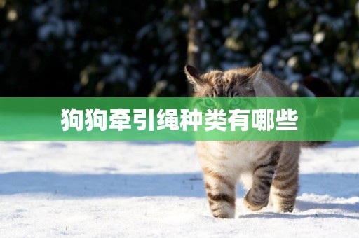 狗狗牽引繩種類有哪些