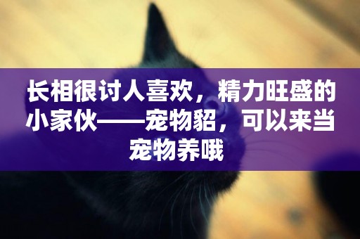 長相很討人喜歡，精力旺盛的小家伙——寵物貂，可以來當寵物養哦 