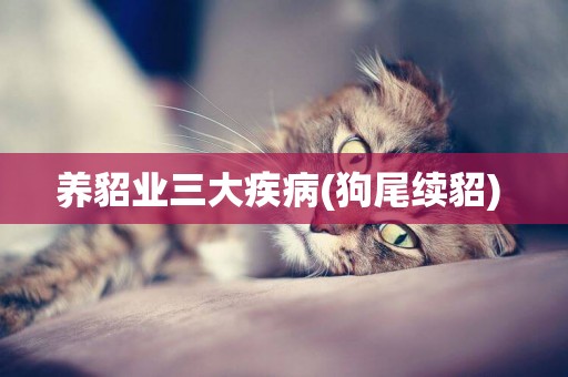 養貂業三大疾病(狗尾續貂) 