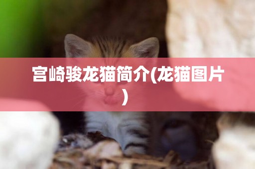 宮崎駿龍貓簡介(龍貓圖片) 