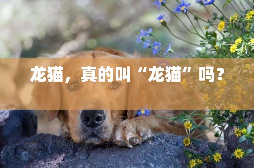 龍貓，真的叫“龍貓”嗎？ 
