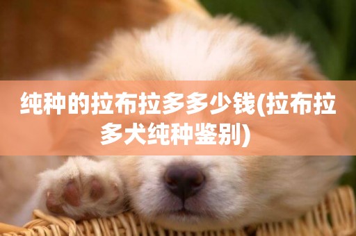 純種的拉布拉多多少錢(拉布拉多犬純種鑒別) 