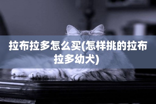 拉布拉多怎么買(怎樣挑的拉布拉多幼犬) 