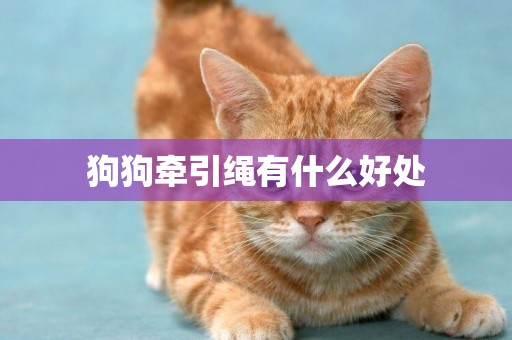 狗狗牽引繩有什么好處
