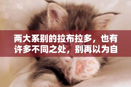 兩大系別的拉布拉多，也有許多不同之處，別再以為自己買到串串了 