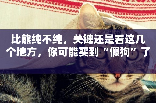 比熊純不純，關鍵還是看這幾個地方，你可能買到“假狗”了 