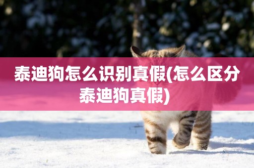 泰迪狗怎么識別真假(怎么區分泰迪狗真假) 