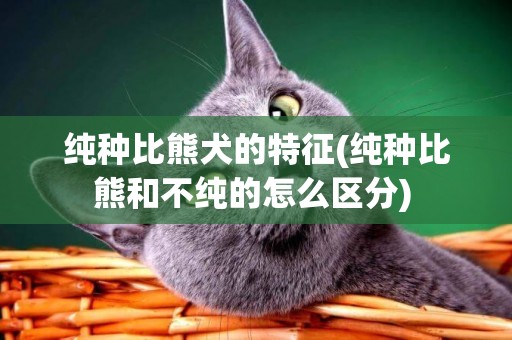 純種比熊犬的特征(純種比熊和不純的怎么區分) 