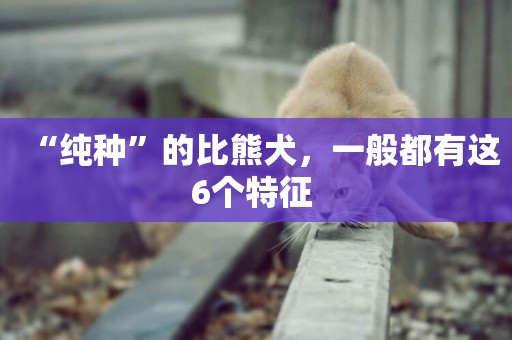 “純種”的比熊犬，一般都有這6個特征 