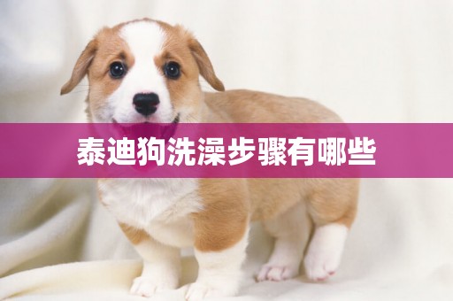 泰迪狗洗澡步驟有哪些