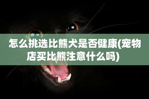 怎么挑選比熊犬是否健康(寵物店買比熊注意什么嗎) 