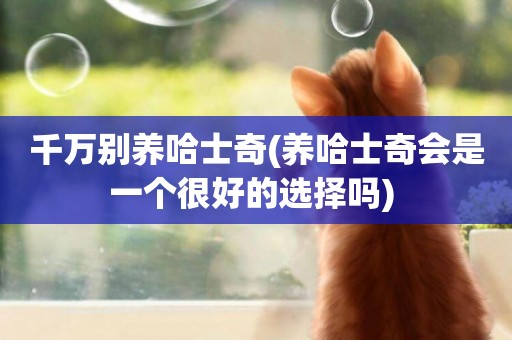 千萬別養哈士奇(養哈士奇會是一個很好的選擇嗎) 