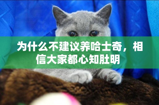 為什么不建議養哈士奇，相信大家都心知肚明 