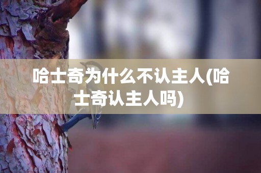 哈士奇為什么不認主人(哈士奇認主人嗎) 