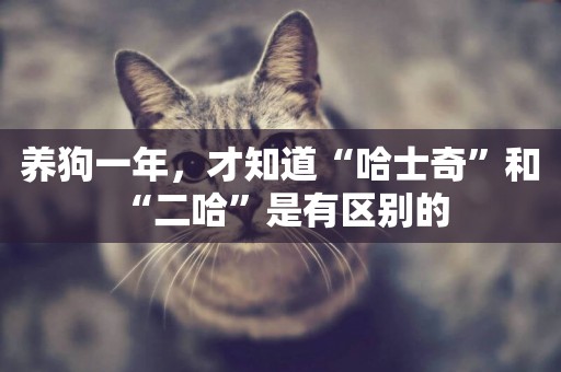 養狗一年，才知道“哈士奇”和“二哈”是有區別的 