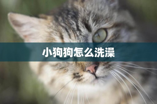 小狗狗怎么洗澡