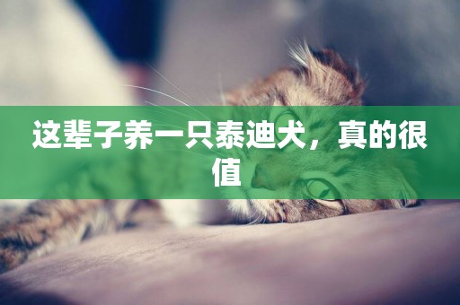這輩子養一只泰迪犬，真的很值 