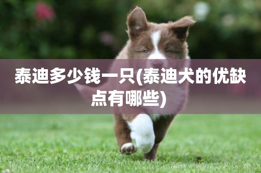 泰迪多少錢一只(泰迪犬的優缺點有哪些) 