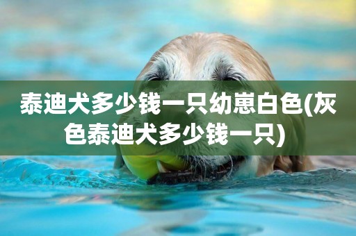 泰迪犬多少錢一只幼崽白色(灰色泰迪犬多少錢一只) 