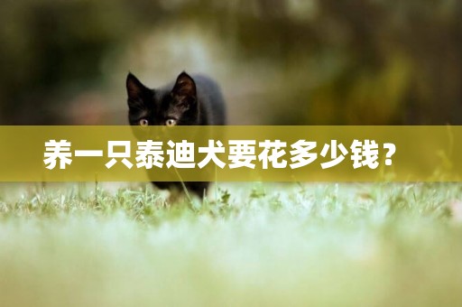 養一只泰迪犬要花多少錢？ 