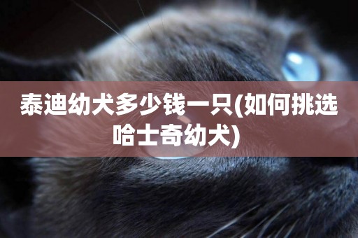 泰迪幼犬多少錢一只(如何挑選哈士奇幼犬) 