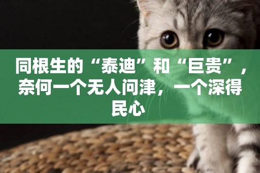 同根生的“泰迪”和“巨貴”，奈何一個無人問津，一個深得民心 