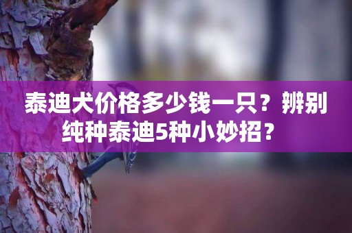 泰迪犬價格多少錢一只？辨別純種泰迪5種小妙招？ 