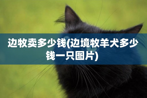 邊牧賣多少錢(邊境牧羊犬多少錢一只圖片) 