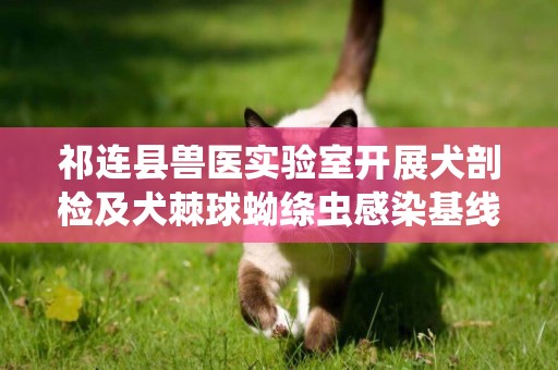 祁連縣獸醫實驗室開展犬剖檢及犬棘球蚴絳蟲感染基線調查 