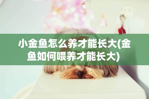小金魚怎么養才能長大(金魚如何喂養才能長大) 