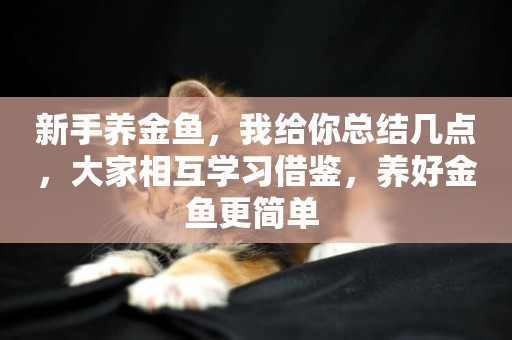 新手養金魚，我給你總結幾點，大家相互學習借鑒，養好金魚更簡單 