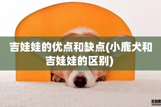 吉娃娃的優點和缺點(小鹿犬和吉娃娃的區別) 