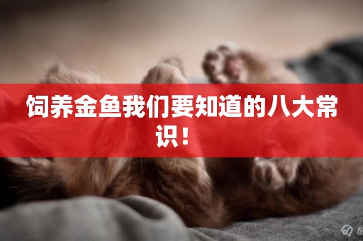 飼養金魚我們要知道的八大常識！ 