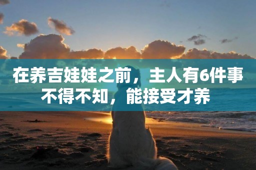 在養吉娃娃之前，主人有6件事不得不知，能接受才養 