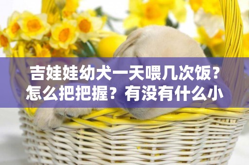 吉娃娃幼犬一天喂幾次飯？怎么把把握？有沒有什么小方法？ 