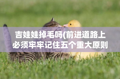 吉娃娃掉毛嗎(前進道路上必須牢牢記住五個重大原則) 